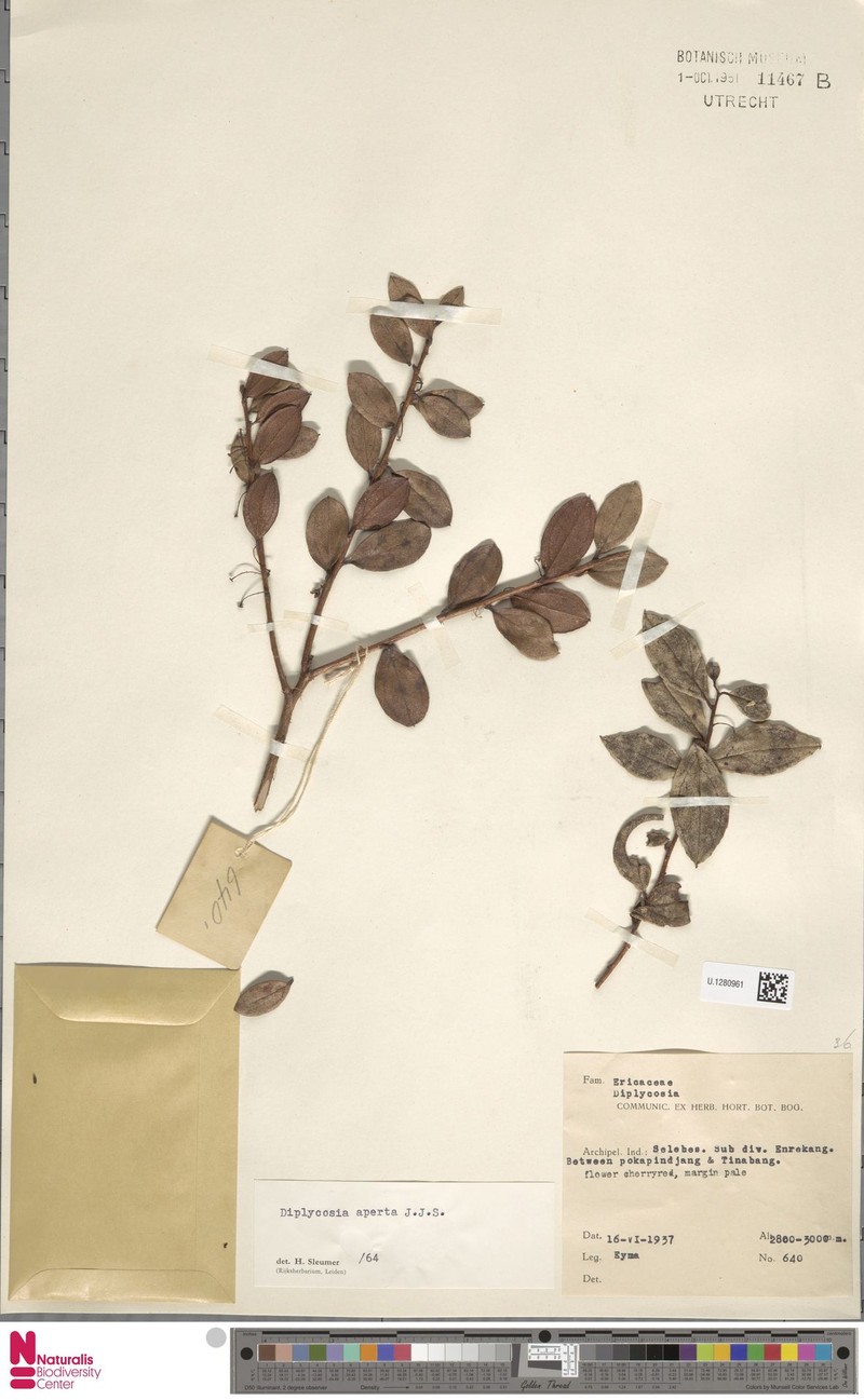 Gaultheria aperta photo 4