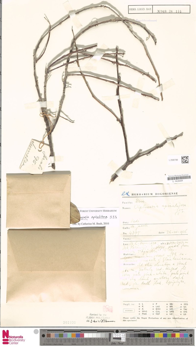 Gaultheria apiculifera