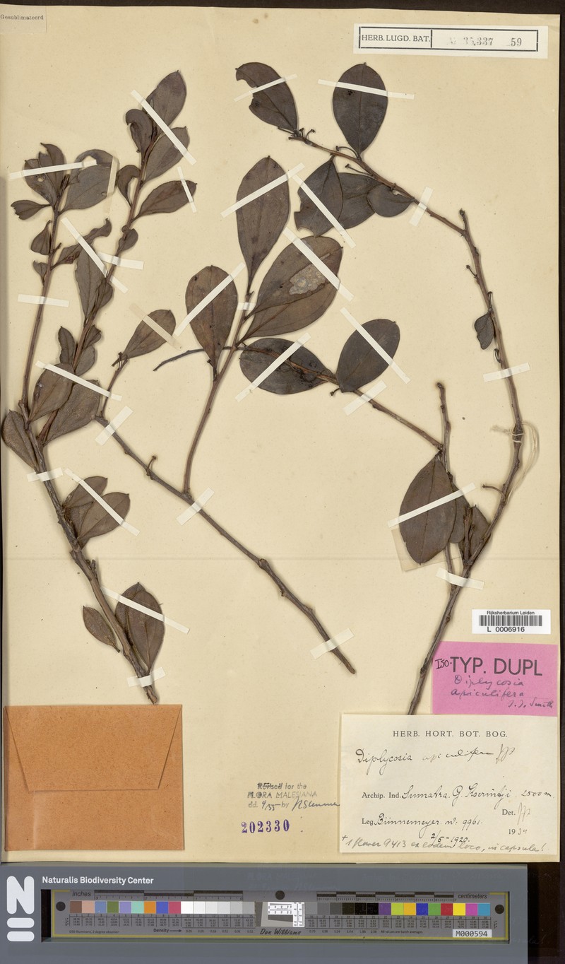 Gaultheria apiculifera photo 3