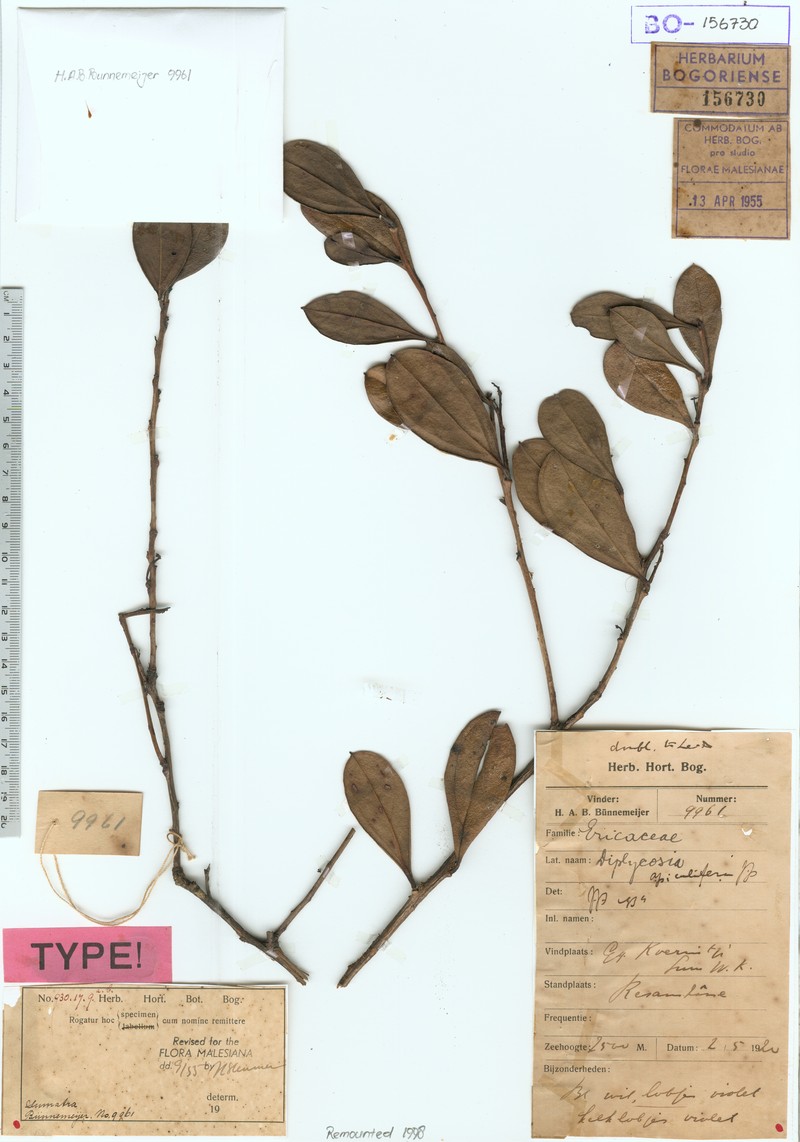 Gaultheria apiculifera photo 4
