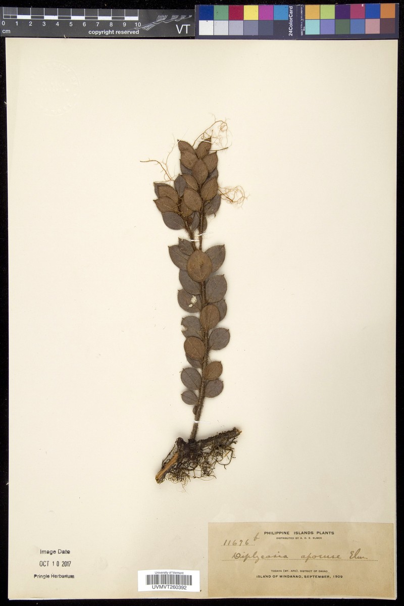 Gaultheria apoensis photo 2