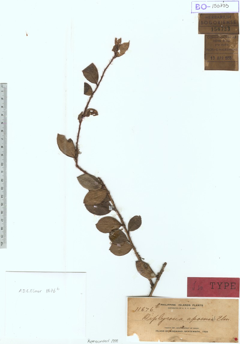 Gaultheria apoensis photo 3