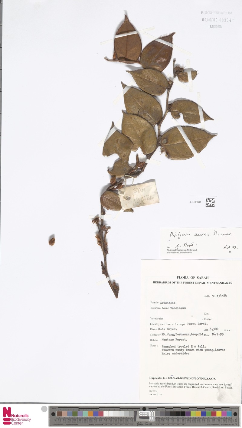 Gaultheria aurea