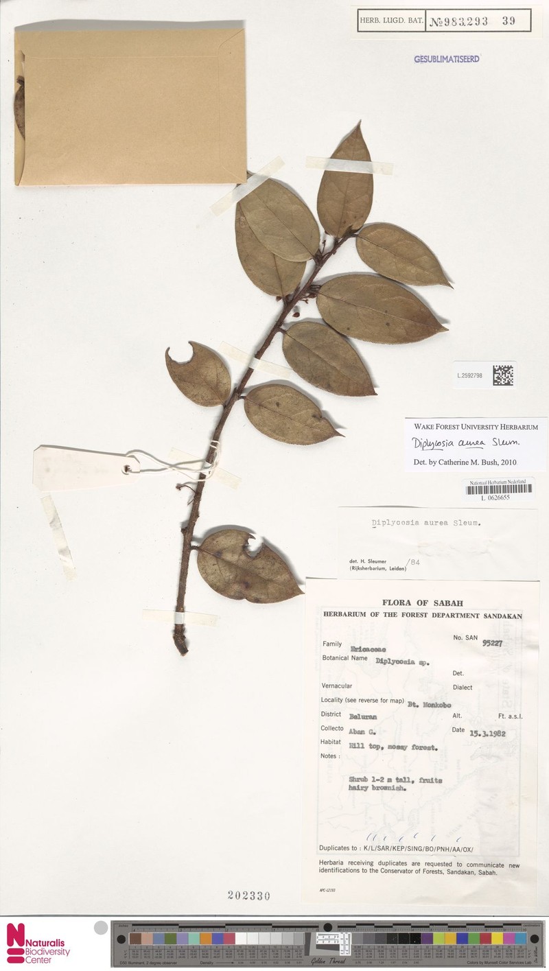 Gaultheria aurea photo 2