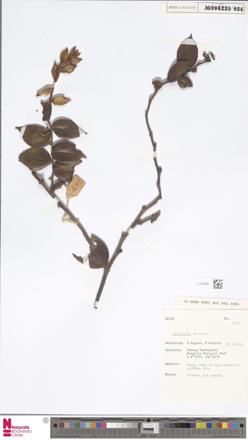Gaultheria aurea photo 3