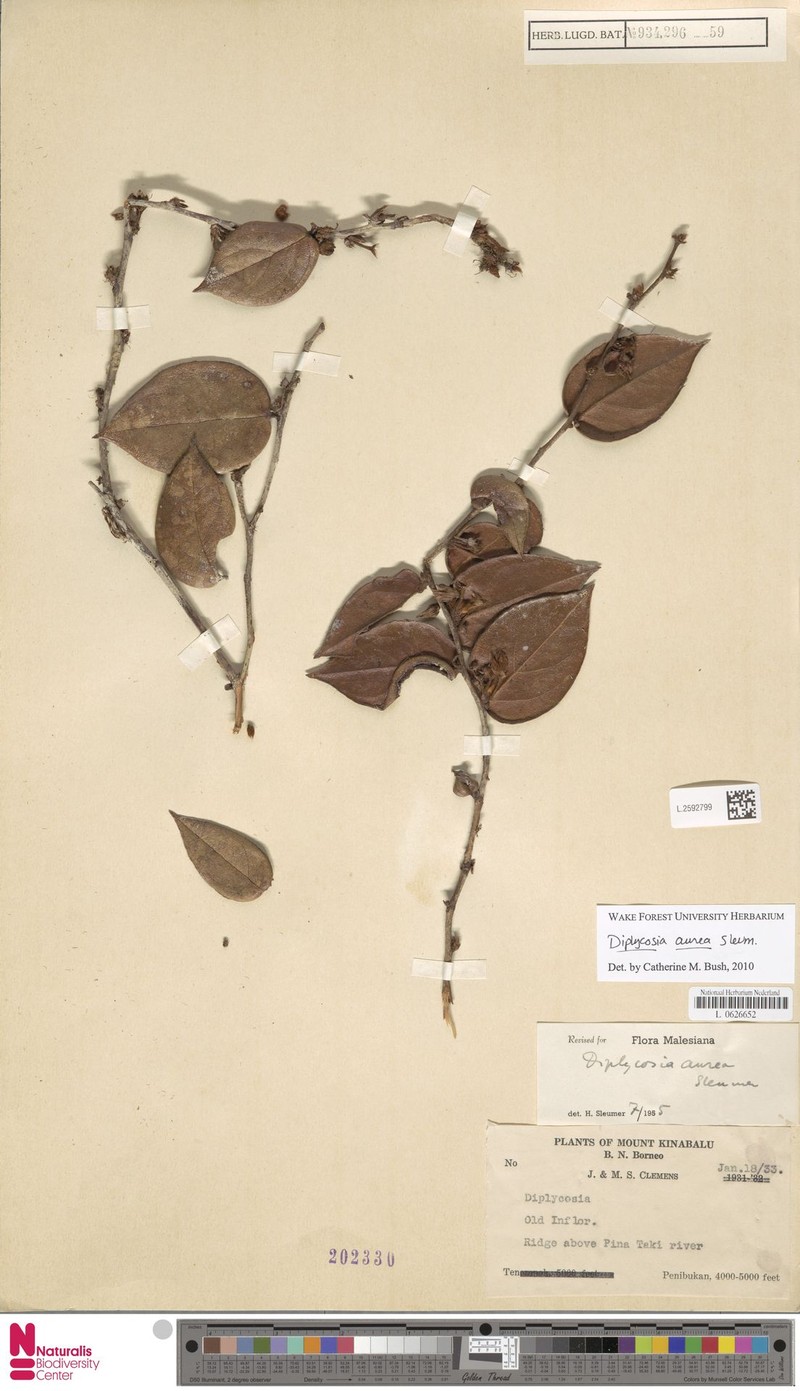 Gaultheria aurea photo 4
