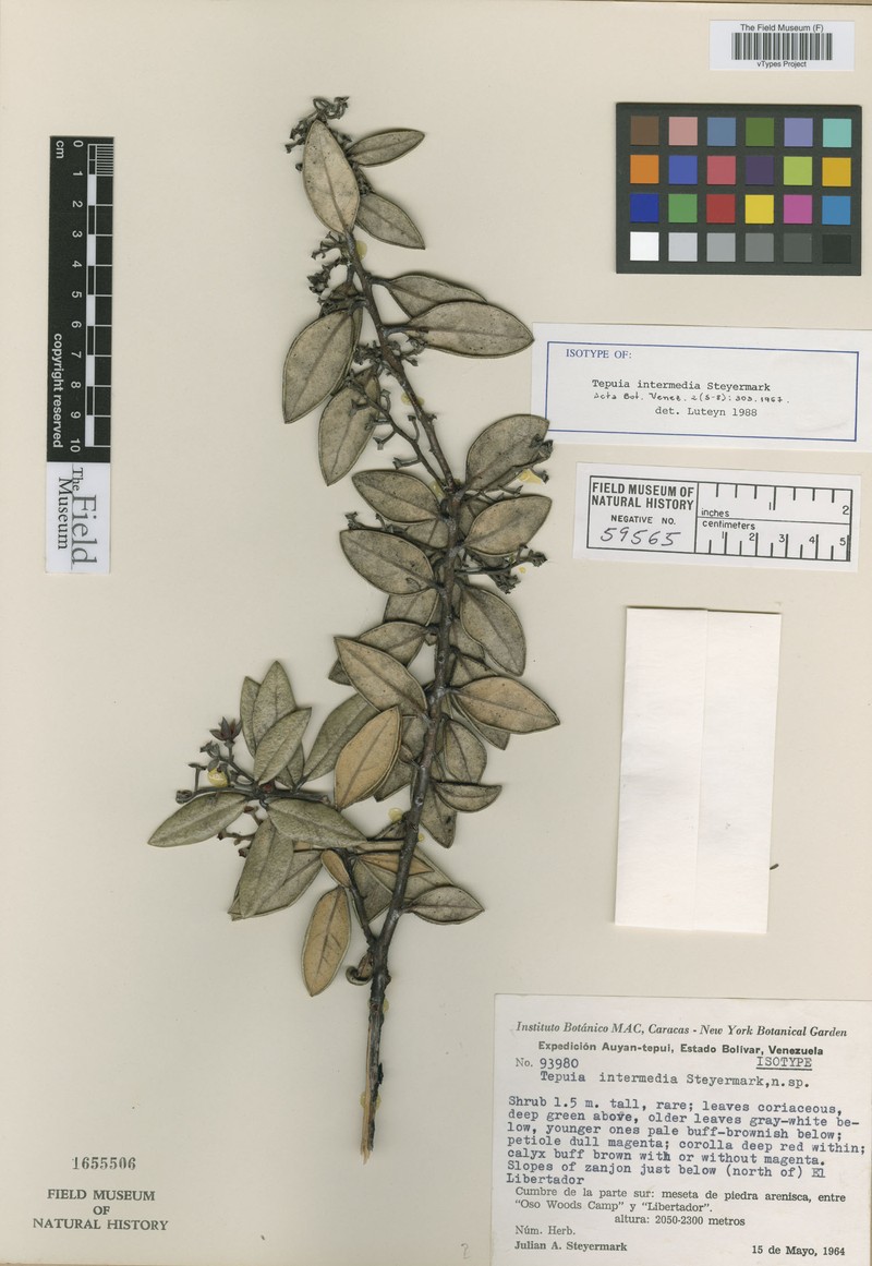 Gaultheria auyantepuiensis