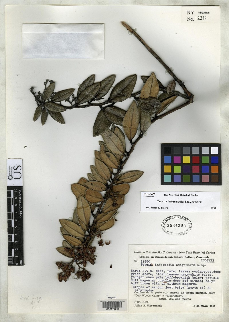 Gaultheria auyantepuiensis photo 2