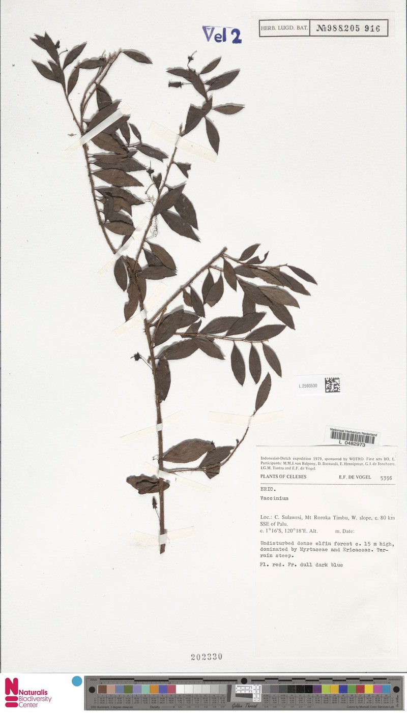 Gaultheria balgooyi