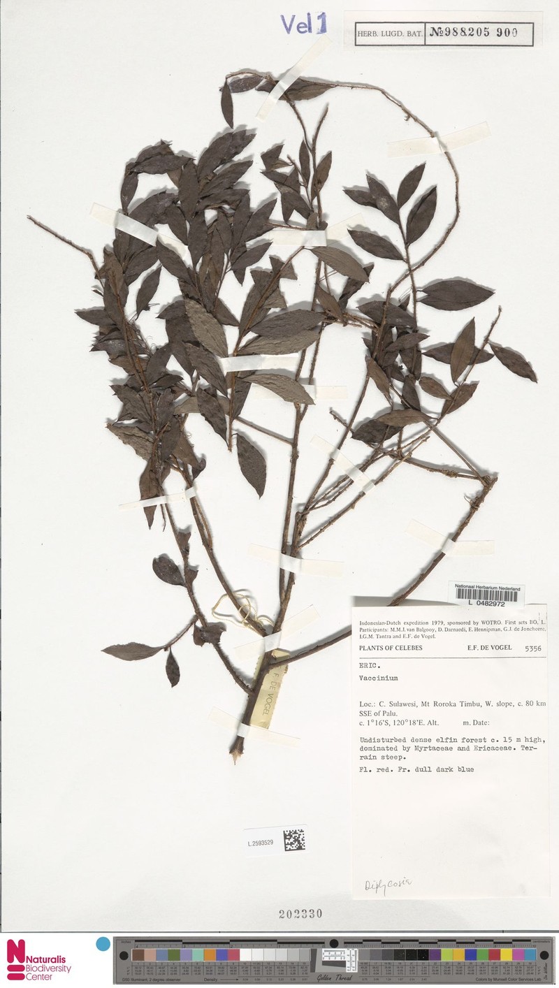 Gaultheria balgooyi photo 2