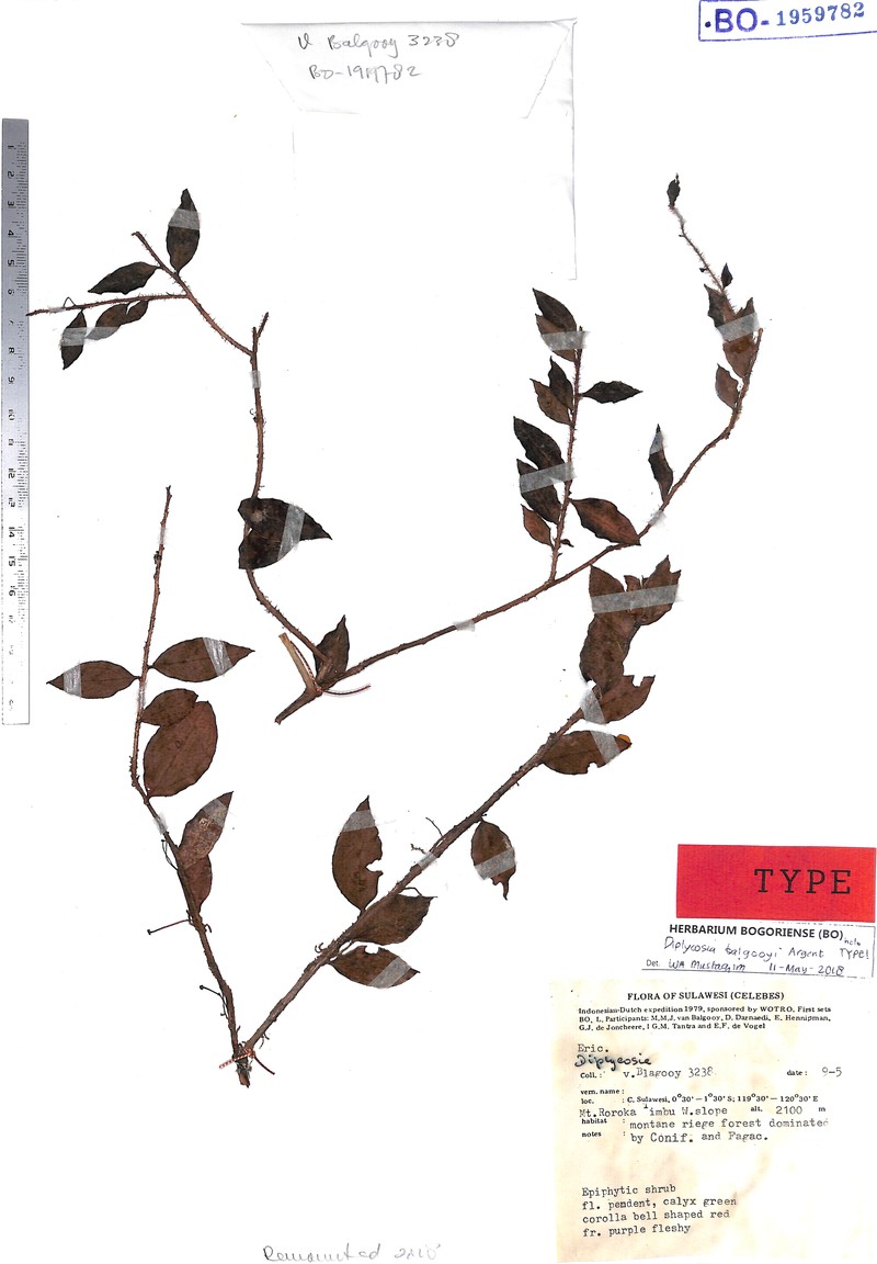 Gaultheria balgooyi photo 3