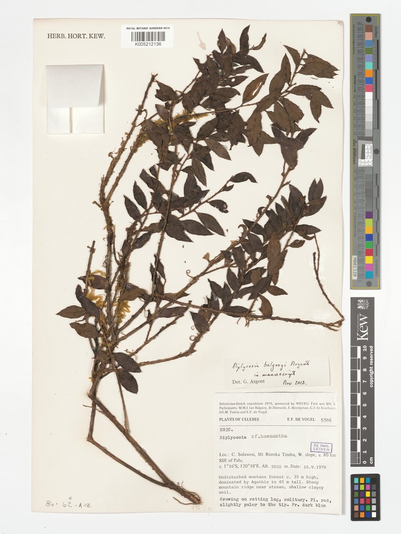 Gaultheria balgooyi photo 4