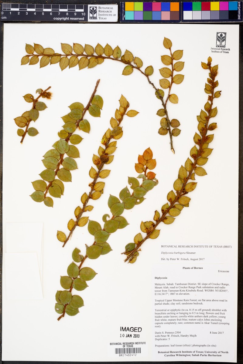 Gaultheria barbigera