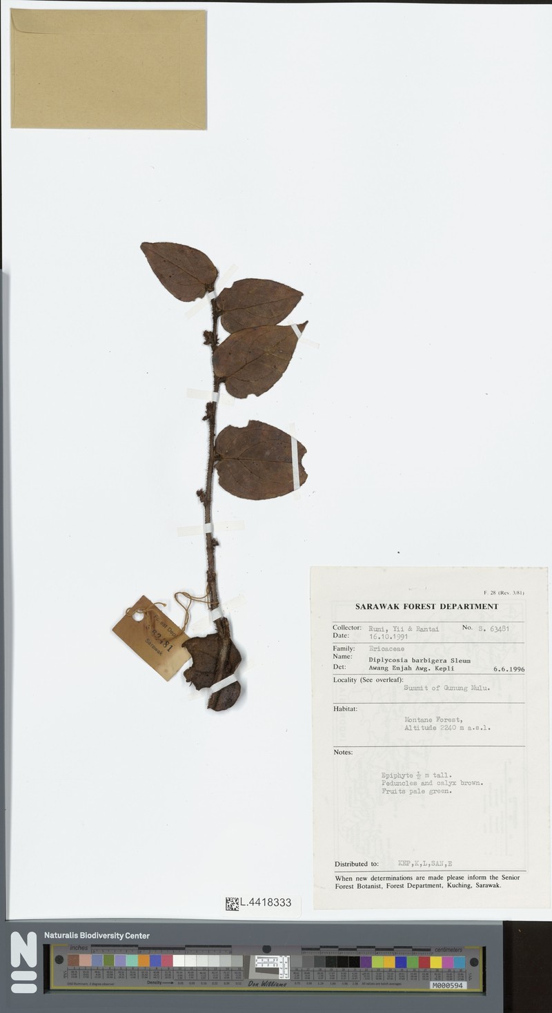 Gaultheria barbigera photo 2