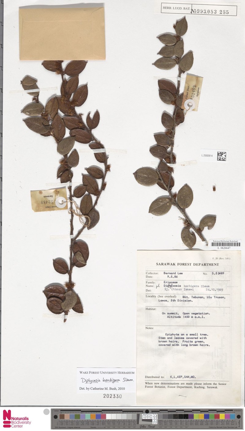 Gaultheria barbigera photo 3