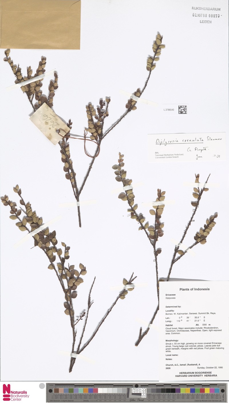 Gaultheria beamanii photo 2
