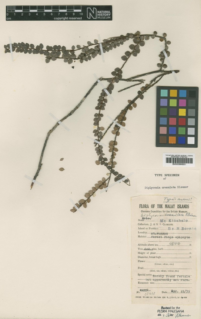 Gaultheria beamanii photo 3