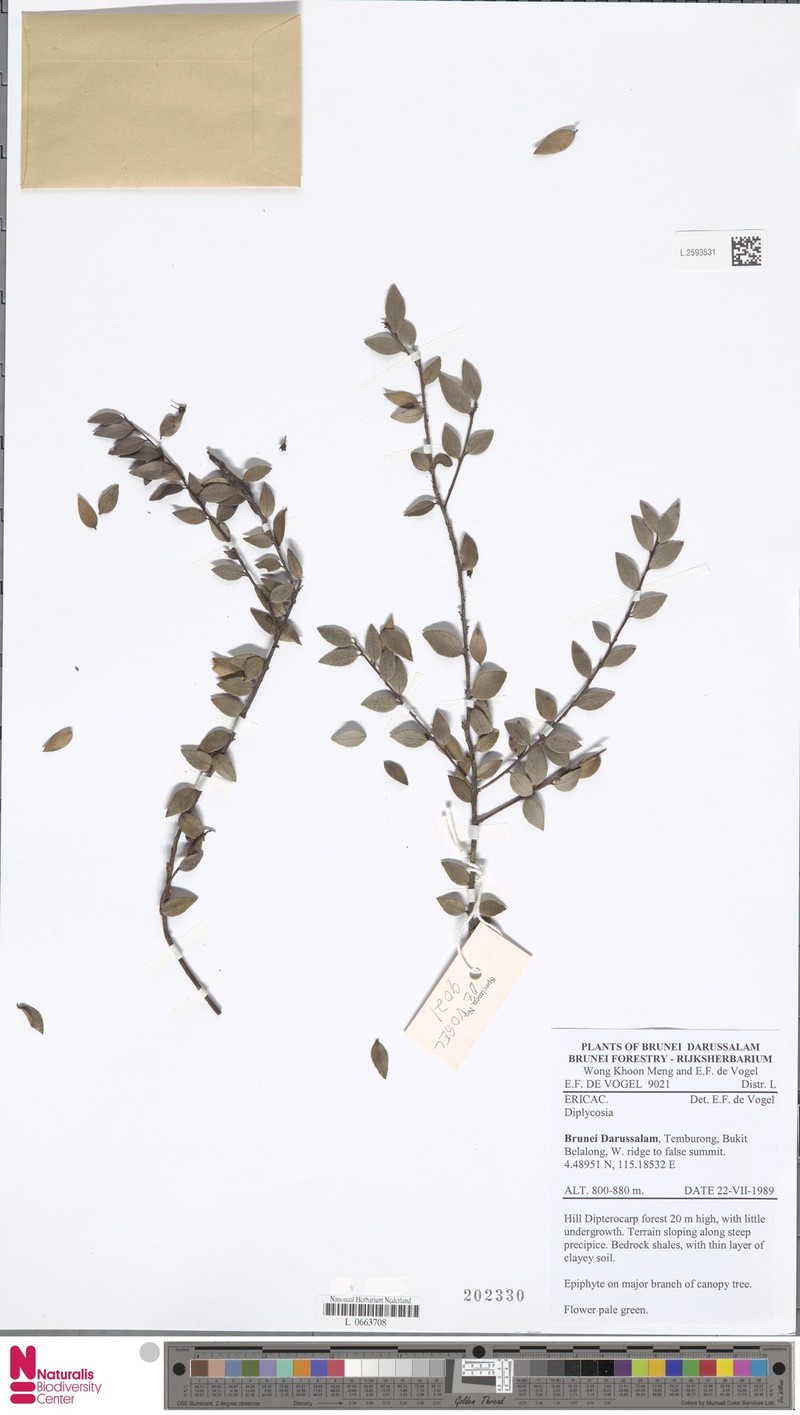 Gaultheria beccarii