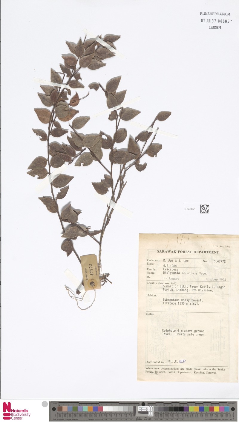 Gaultheria beccarii photo 2