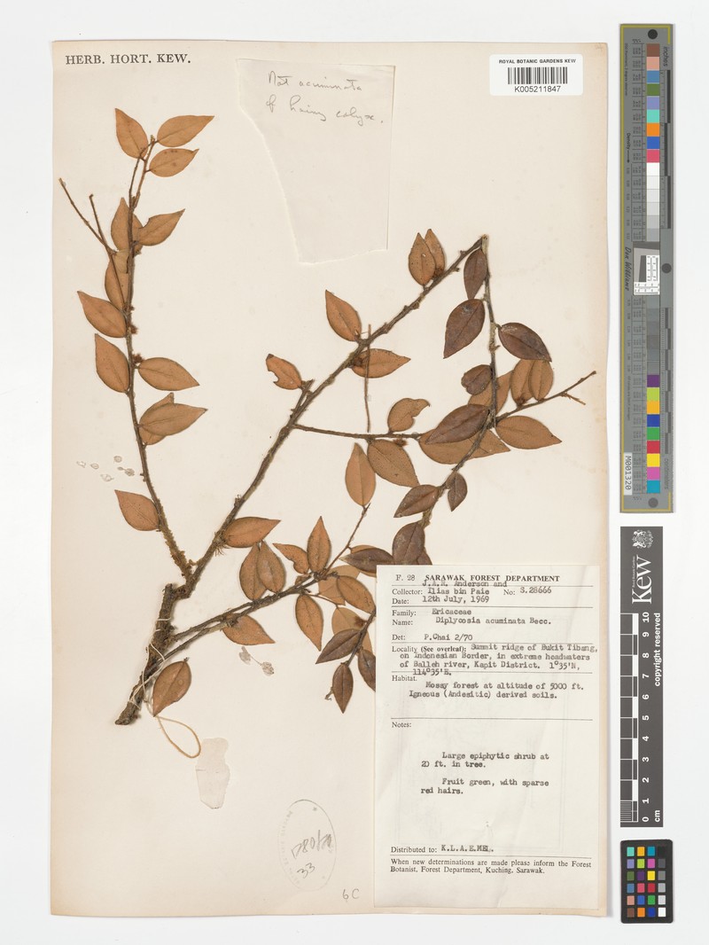 Gaultheria beccarii photo 3