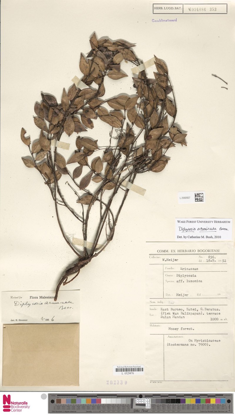 Gaultheria beccarii photo 4