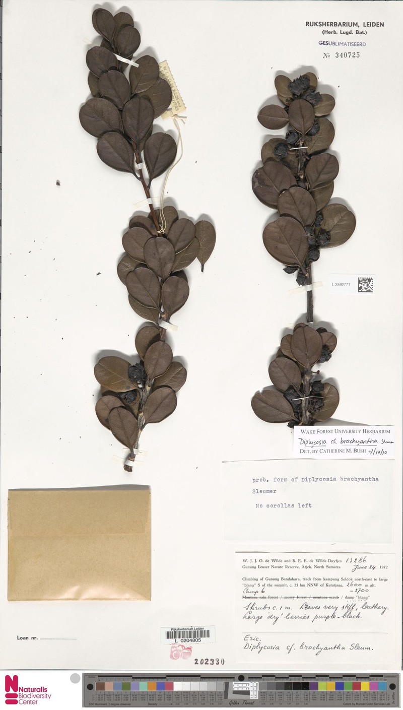 Gaultheria brachyantha photo 2