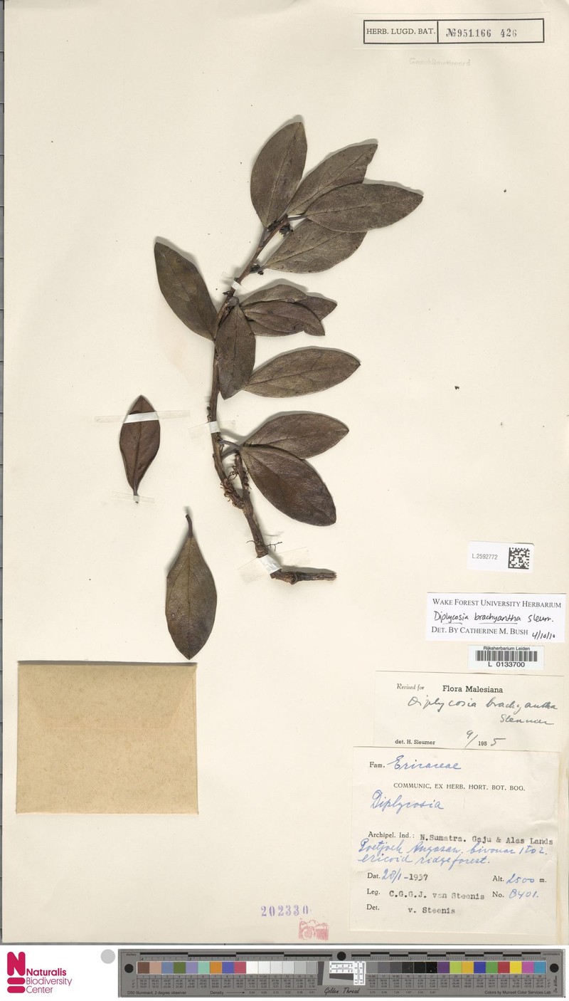 Gaultheria brachyantha photo 4