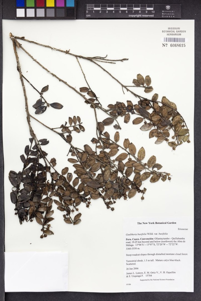 Gaultheria buxifolia var. buxifolia