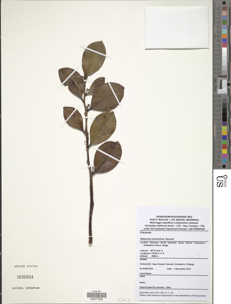 Gaultheria capitata var. crassiramea