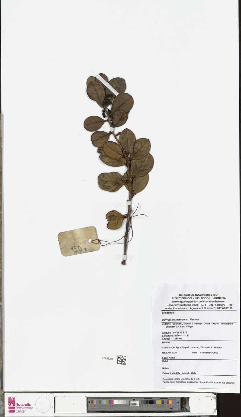 Gaultheria capitata var. crassiramea photo 2