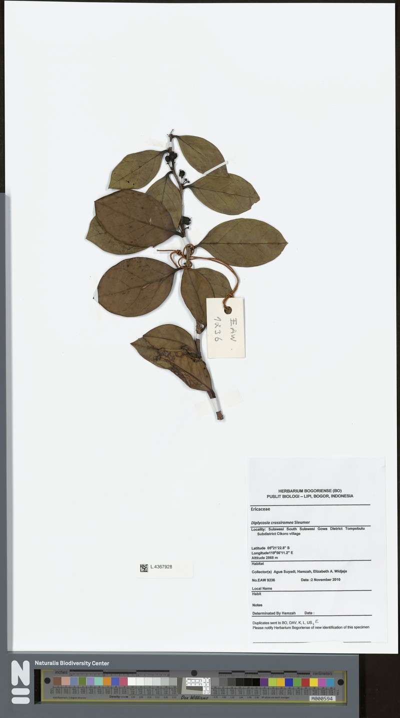 Gaultheria capitata var. crassiramea photo 3
