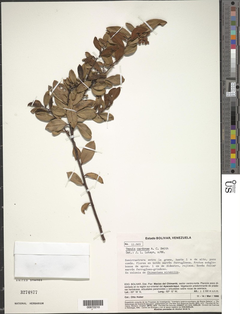 Gaultheria cardonae