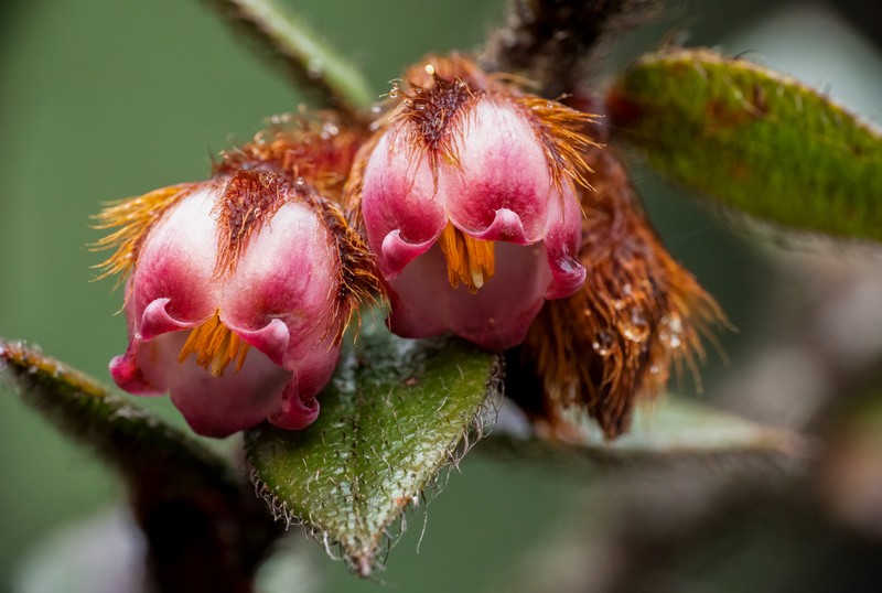 Gaultheria carrii photo 3