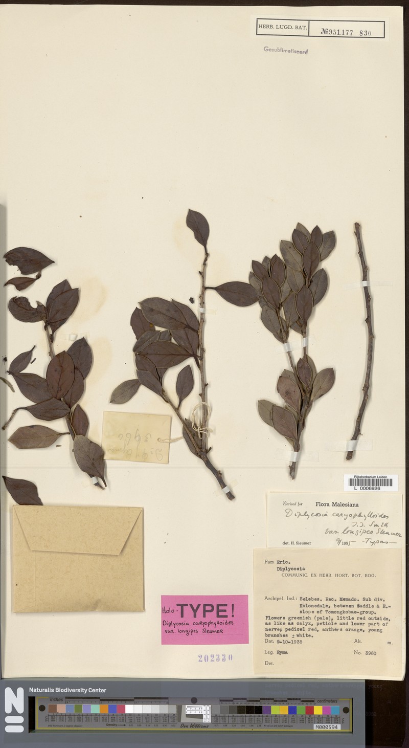 Gaultheria caryophylloides