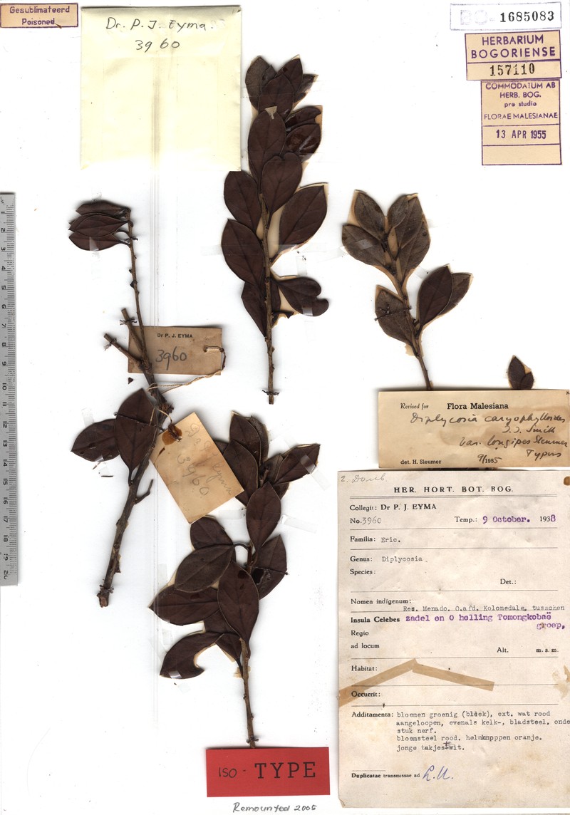 Gaultheria caryophylloides photo 3