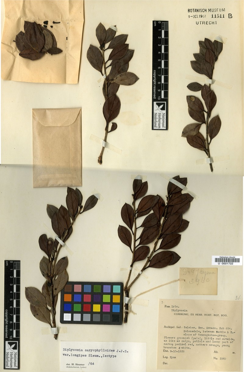 Gaultheria caryophylloides var. longipes photo 2