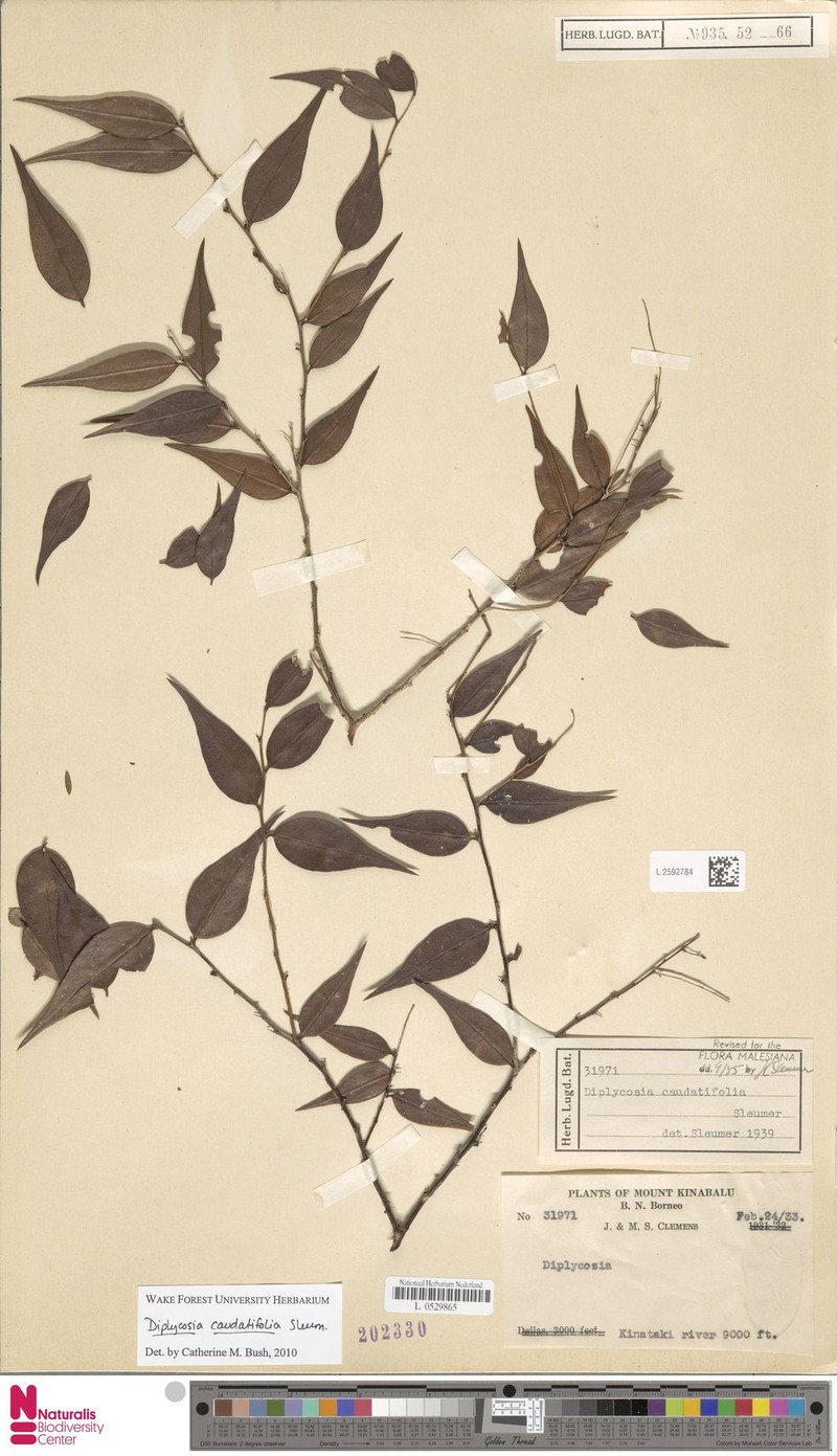 Gaultheria caudatifolia photo 2