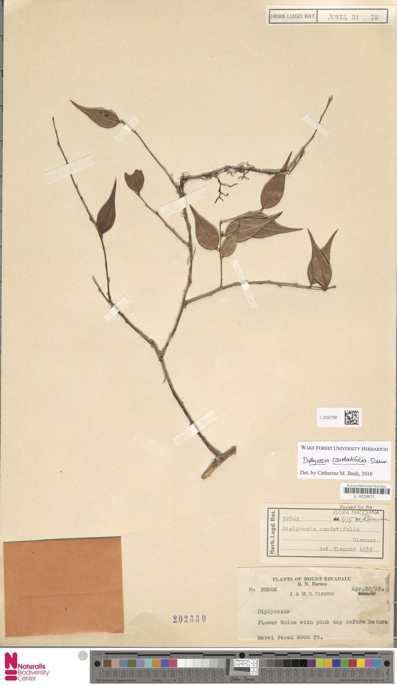 Gaultheria caudatifolia photo 4