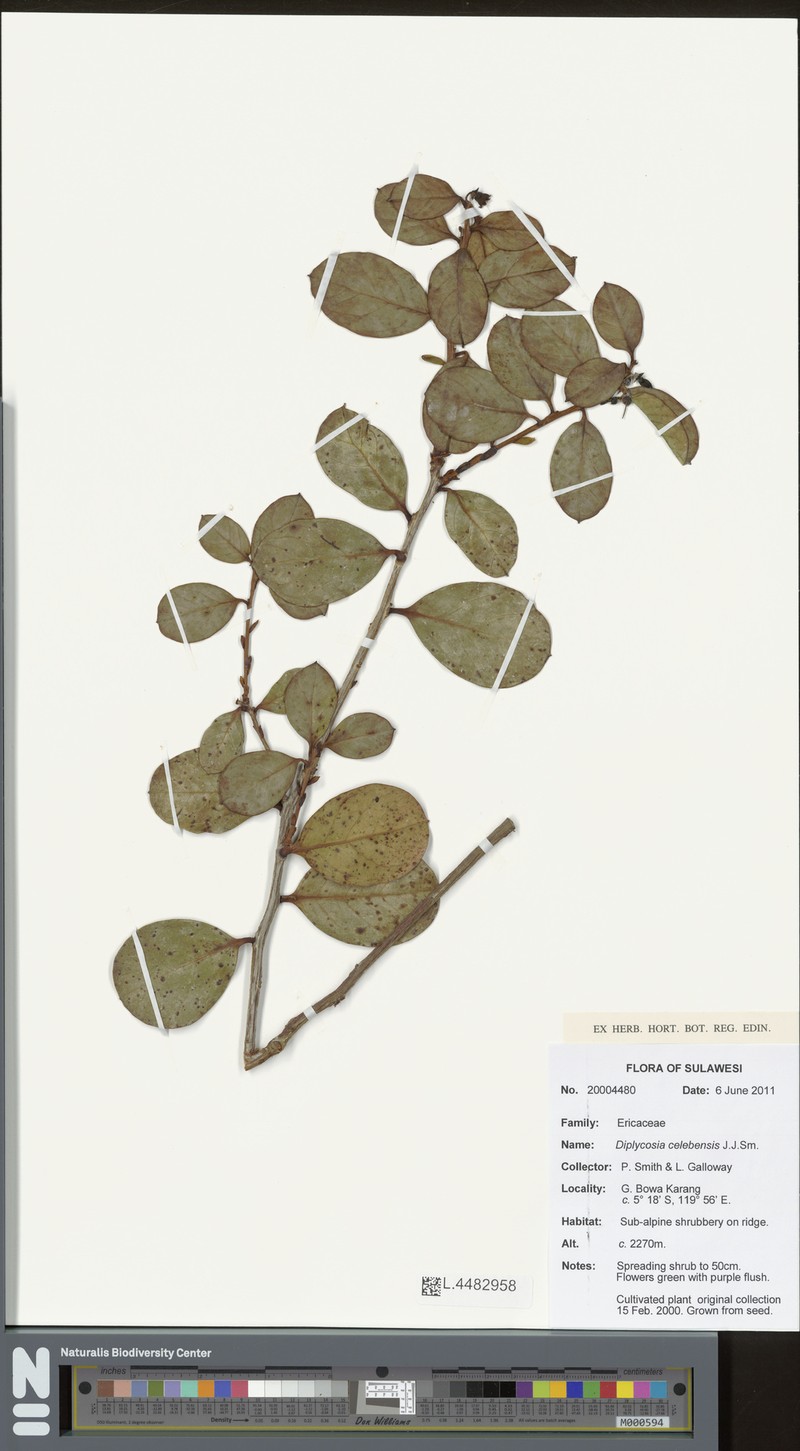 Gaultheria celebensis