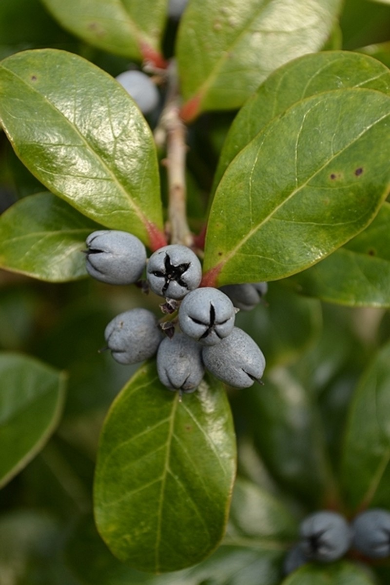 Gaultheria celebensis photo 2