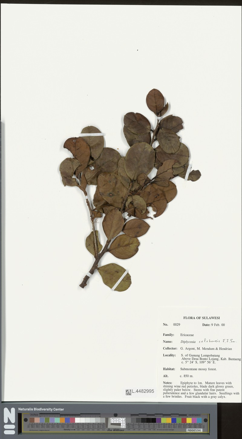 Gaultheria celebensis photo 3