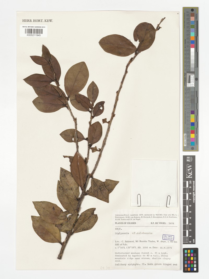 Gaultheria celebensis photo 4