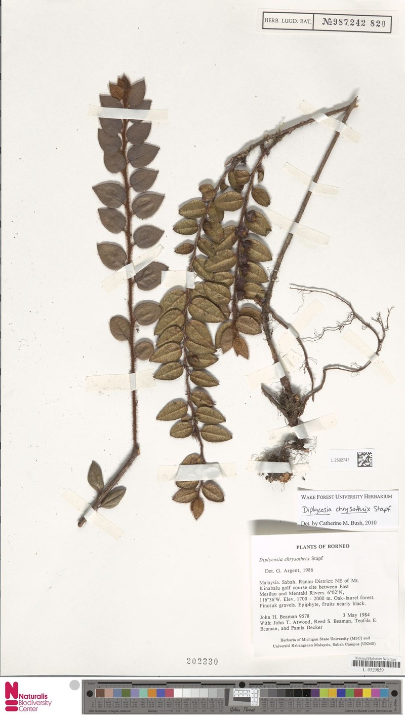 Gaultheria chrysothrix photo 2