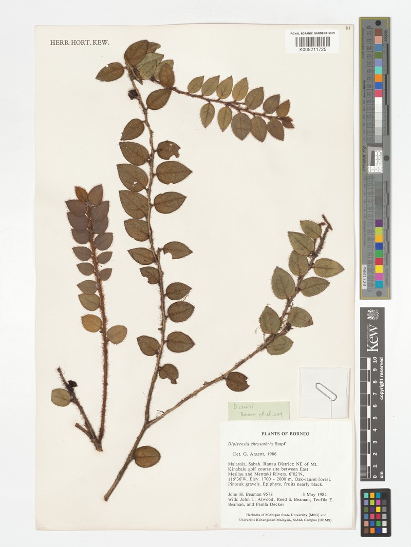 Gaultheria chrysothrix photo 3
