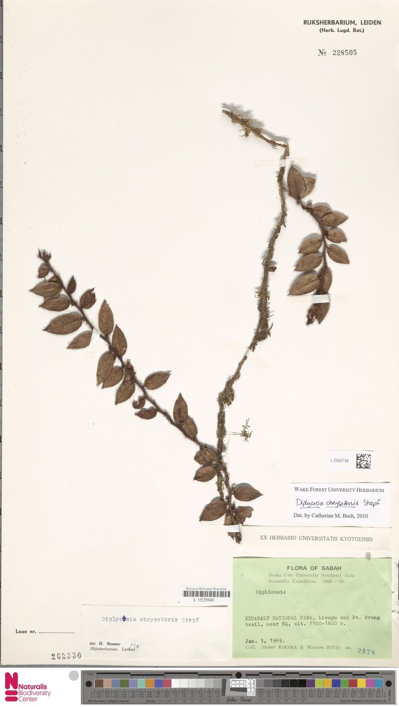 Gaultheria chrysothrix photo 4