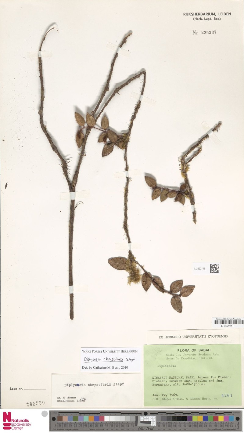Gaultheria chrysothrix photo 5