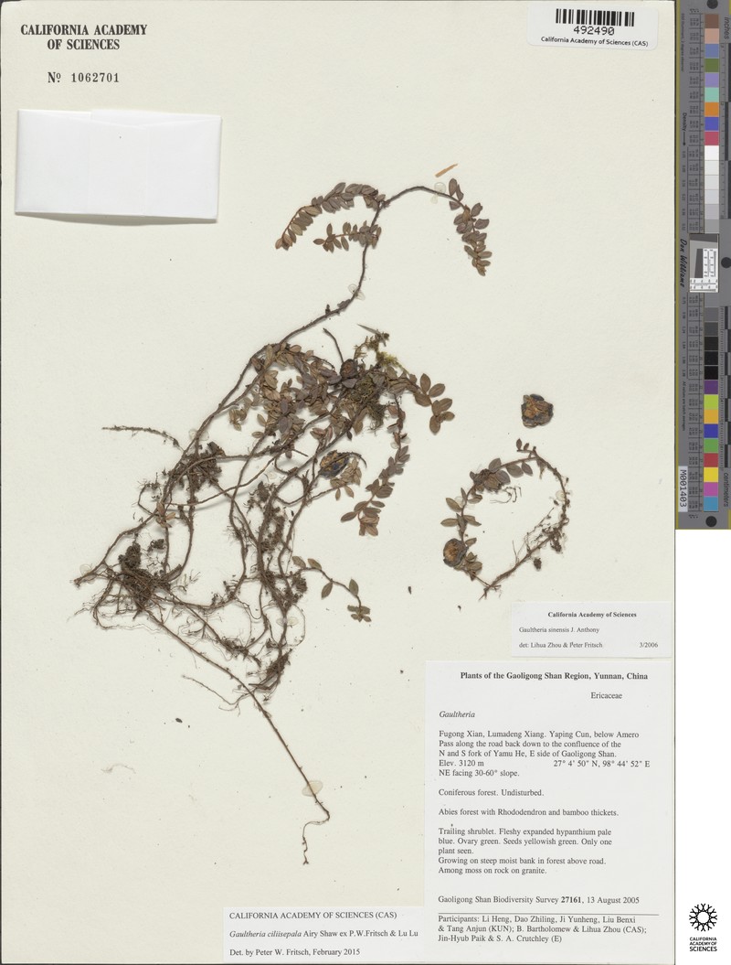 Gaultheria ciliisepala photo 2