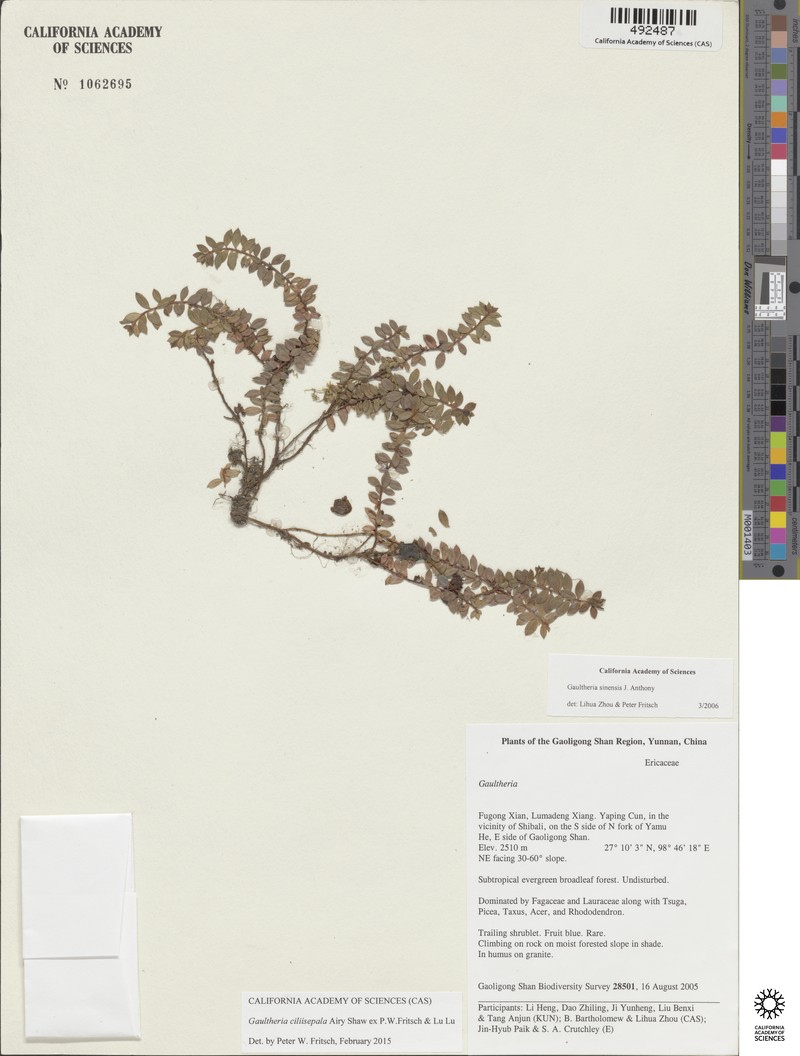 Gaultheria ciliisepala photo 3