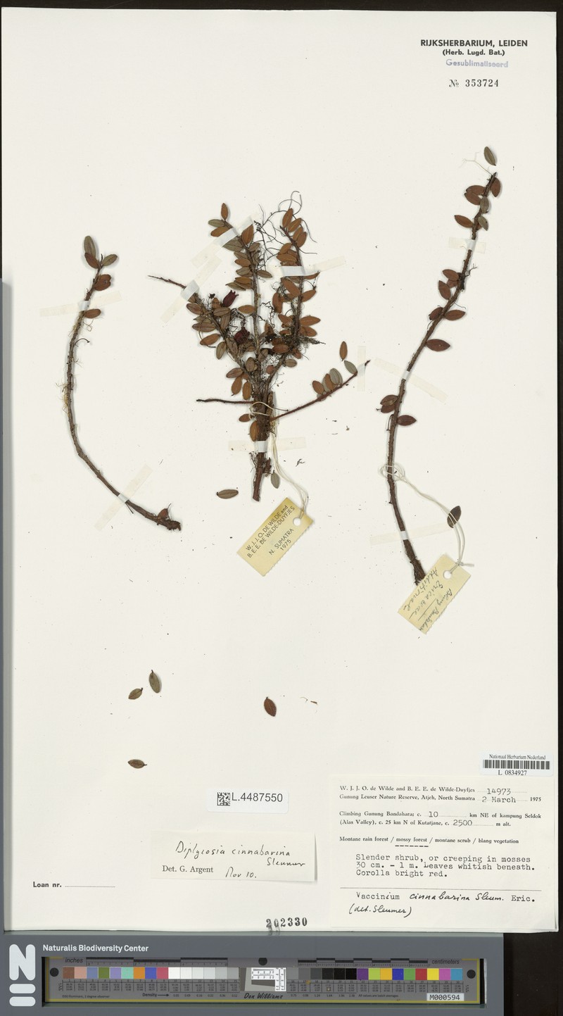 Gaultheria cinnabarina photo 2