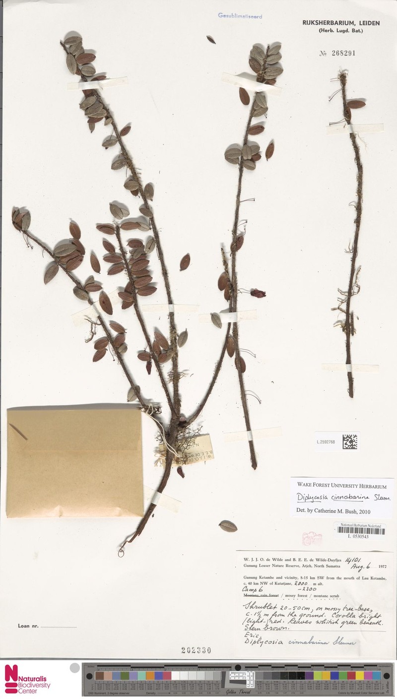 Gaultheria cinnabarina photo 4